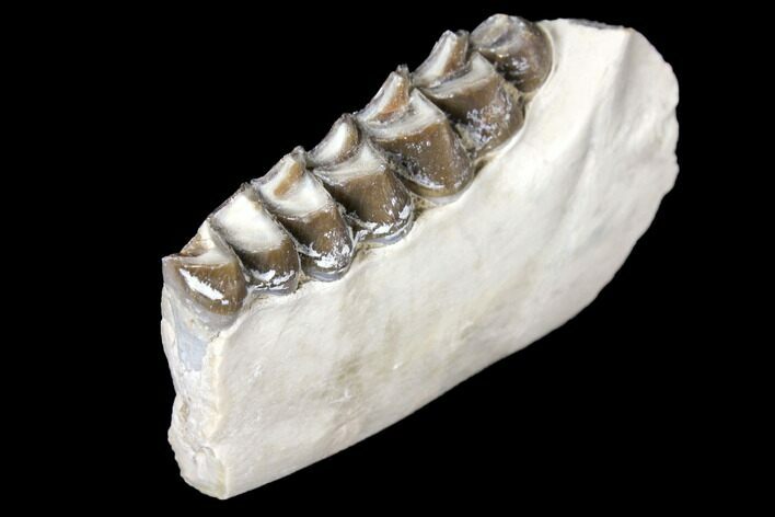 Oreodont (Merycoidodon) Jaw Section - South Dakota #128109